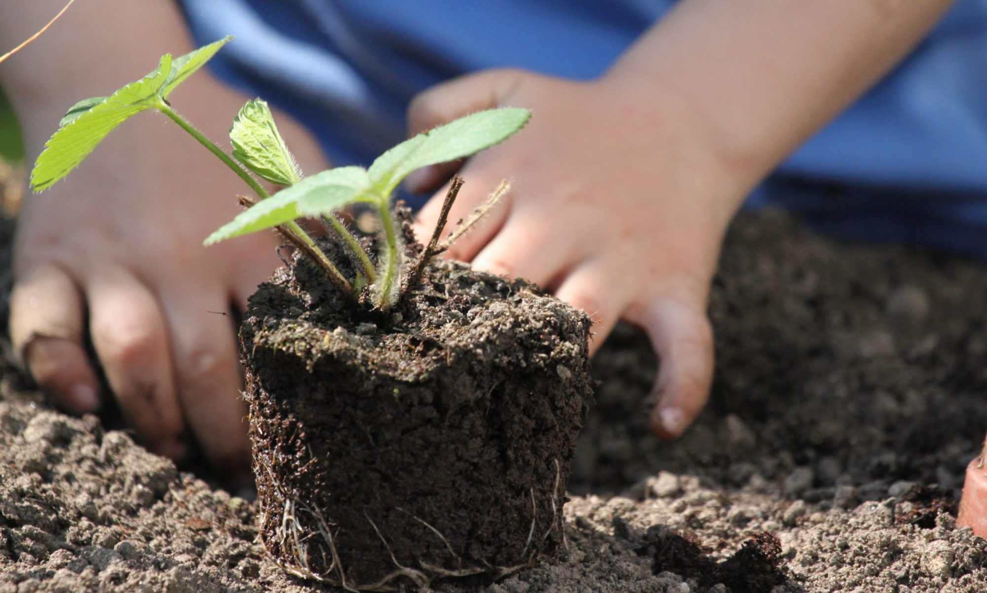 Photo d'un enfant en train de planter une jeune pousse