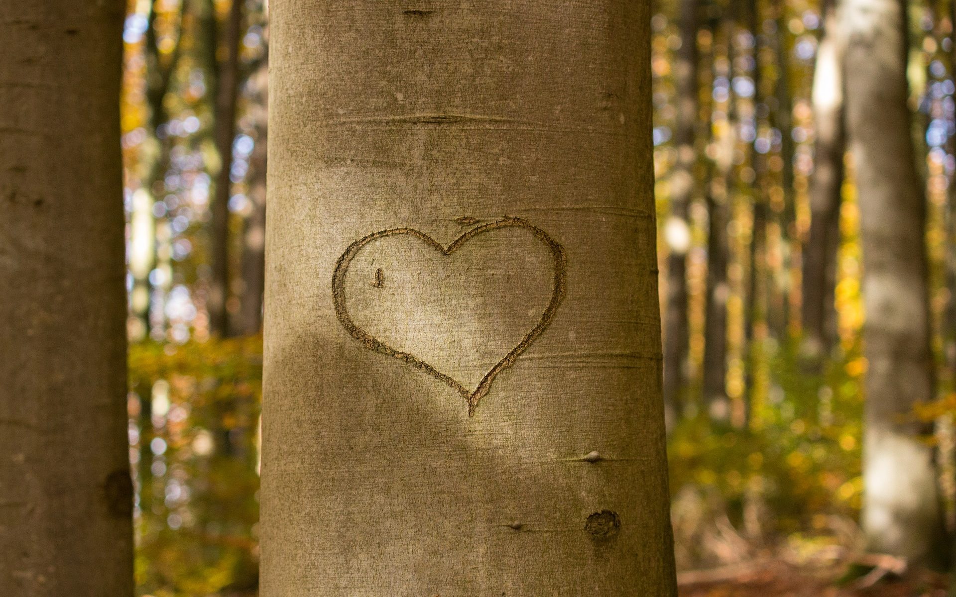 arbre de naissance